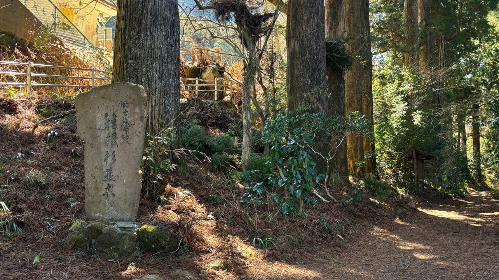 「旧東海道杉並木」の石碑、木立が並んでいて地面には沢山の落ち葉。