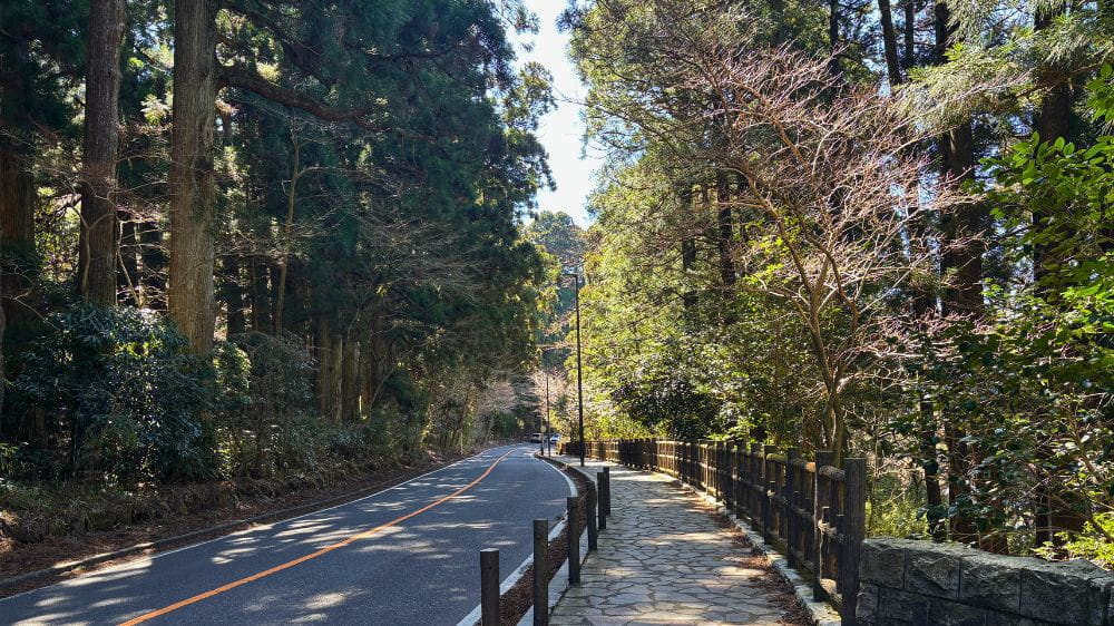 両側を木々で囲まれた道路