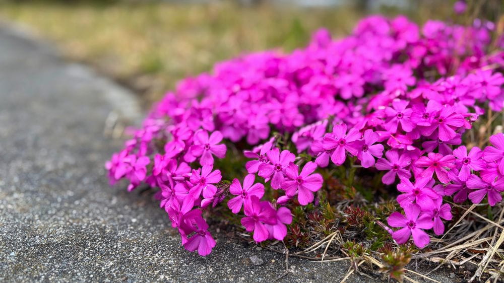 道端に咲くピンク色の小さな花が広がる春の風景。