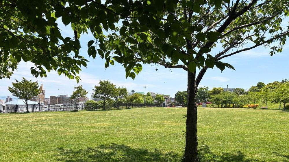 「木陰から見渡す、広々とした芝生公園の風景