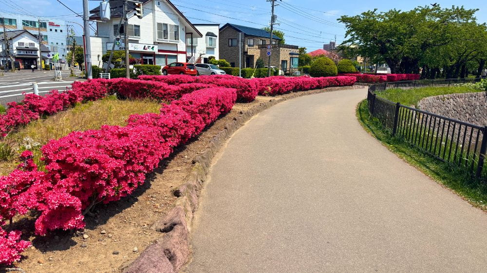 五稜郭公園のお堀沿いを彩るツツジと遊歩道。散歩に人気の風景