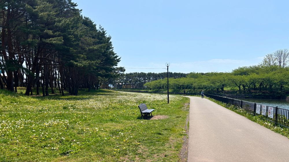 五稜郭公園の散策路とお堀沿いの遊歩道。春の晴れた日に散歩やランニングを楽しめる風景