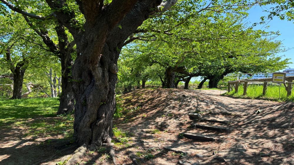 五稜郭公園の土塁沿いに立つ大きな桜の木。木陰が広がる散策路の風景