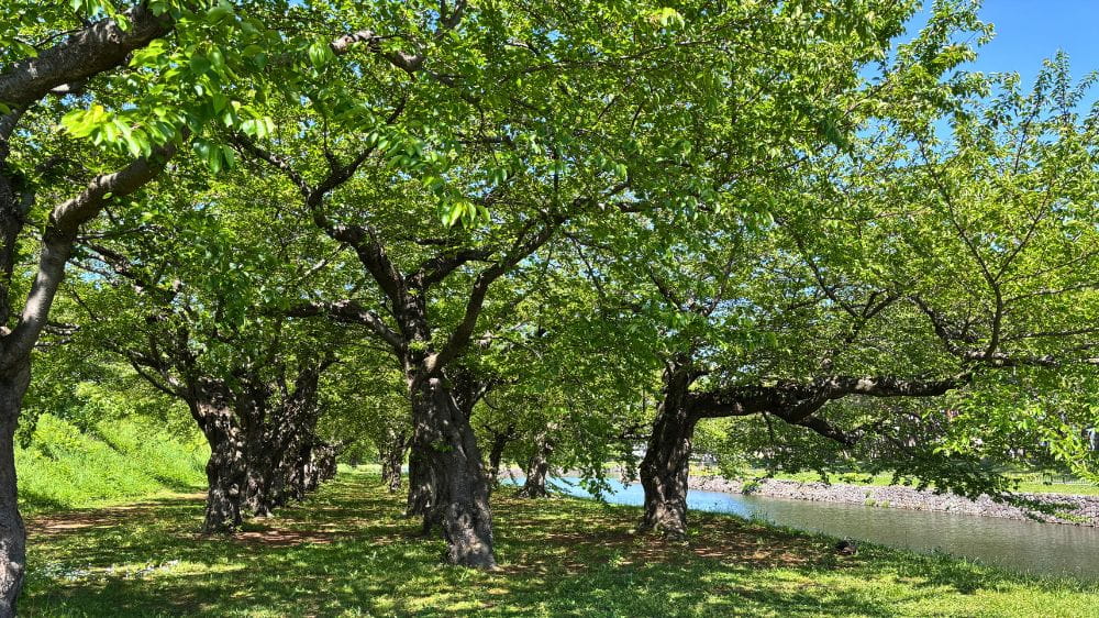 五稜郭公園のお堀沿いに広がる桜並木の新緑。木陰が心地よい散策路の風景