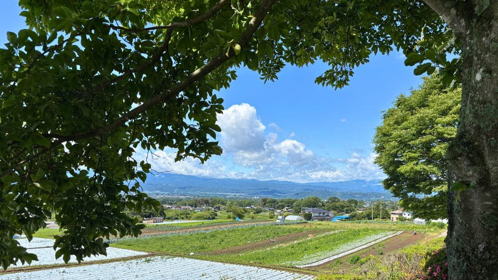 木陰から見える畑と山並み、青空が広がる田園風景