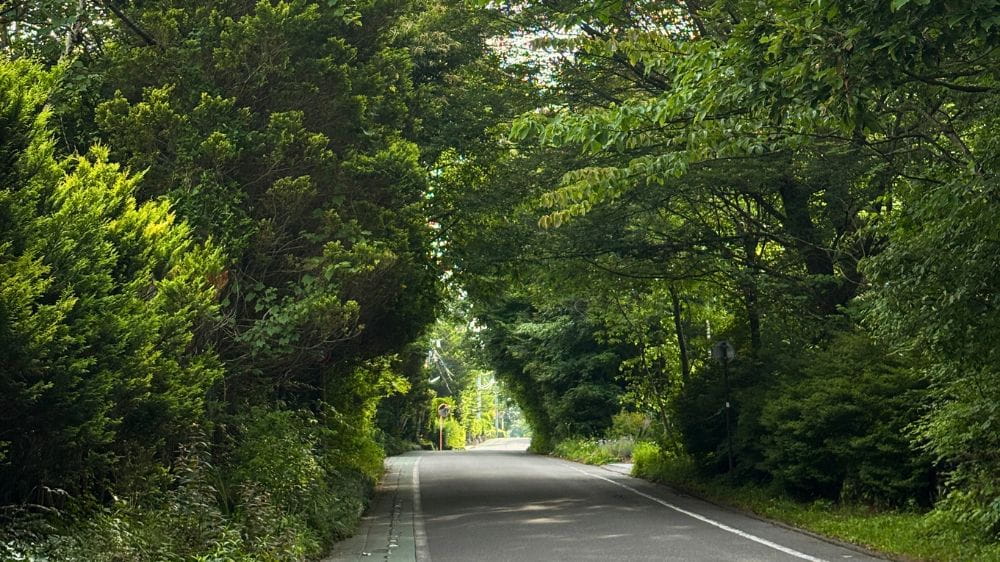 木々に囲まれた緑の道路がまっすぐ続く風景